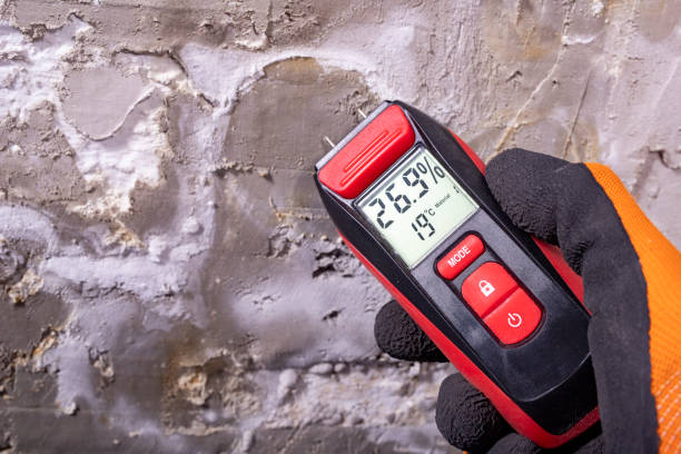 Best Basement Mold Remediation in Abbotsford, WI